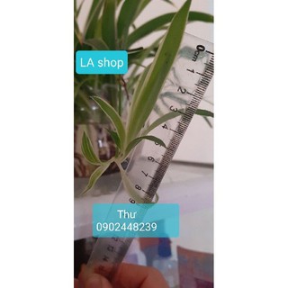 Cây giống lan chi 1k 3 cây