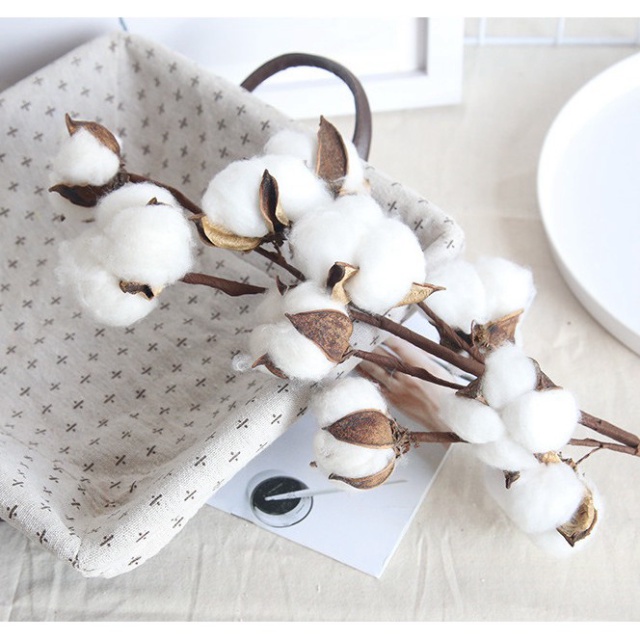(CAO 55CM-45CM) Cành/Nhánh 10 - 6 - 4 bông gòn khô nở ĐỀU-ĐẸP
