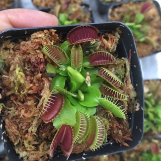 Combo bẫy kẹp