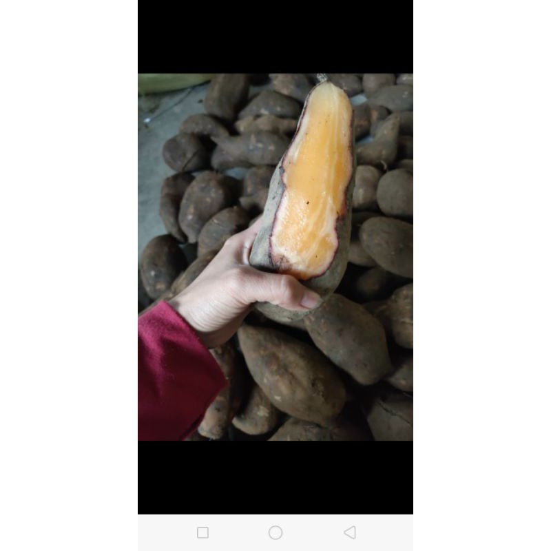 KHOAI SÂM ĐẤT CỦ TO 1kg