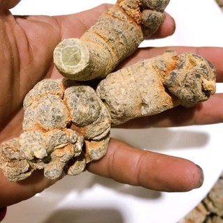 Tam thất 30 củ 1kg