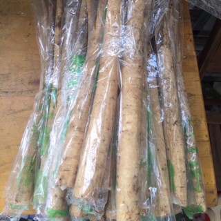 ngưu báng tươi