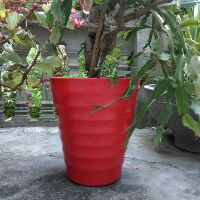 SIÊU HOT Chậu nhựa trồng cây tròn cao 30cm và 35cm