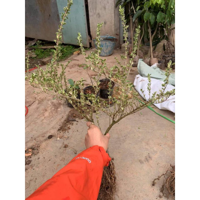 CÂY HOA TUYẾT MAI