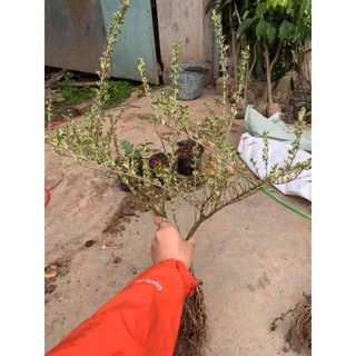 CÂY HOA TUYẾT MAI