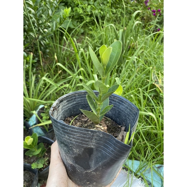 CÂY GIỐNG BÔNG TRANG  PHỤNG HOÀNG KIM- HOÀNG KIM THÁI