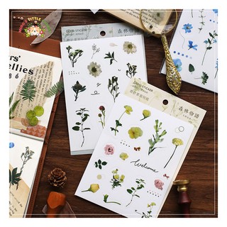 STICKER NỀN TRONG FOREST STORY | MST241