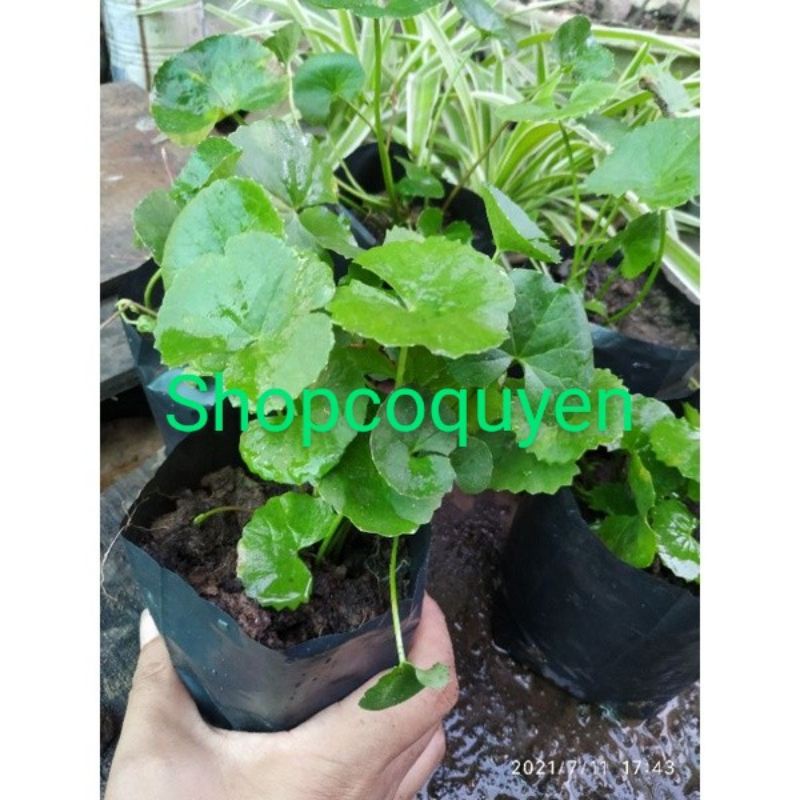 rau má giống trong bầu đen
