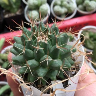 1 cây xương rồng sầu riêng nhỏ mini 2cm