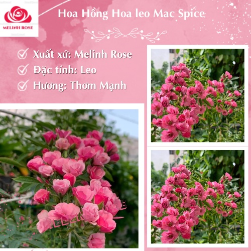 Hoa hồng leo Mac Spice cho hoa quanh năm lặp hoa tốt– Giống hồng leo chùm sai nổi tiếng,cây sinh trưởng khỏe dễ chăm sóc