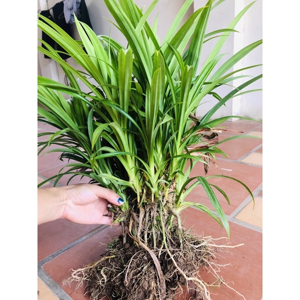 6  cây lá dứa dễ trần cây to già đang CHUẨN BỊ  đẻ nhánh