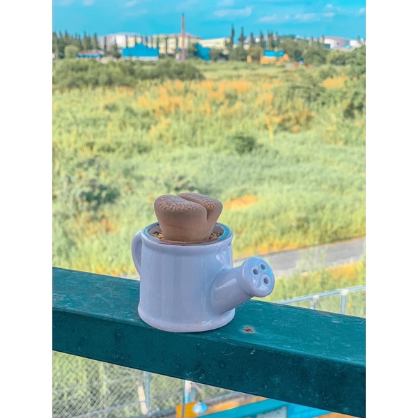 Chậu trồng sen đá mini