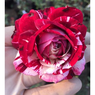 cây hồng Julio dáng tree cao m2