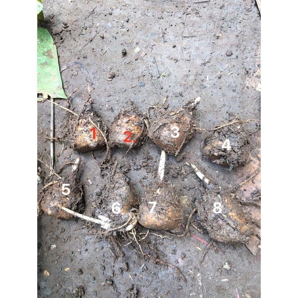 Môn hồng thiên nga