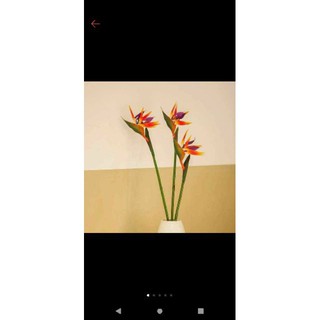 Hoa giả- hoa thiên điểu