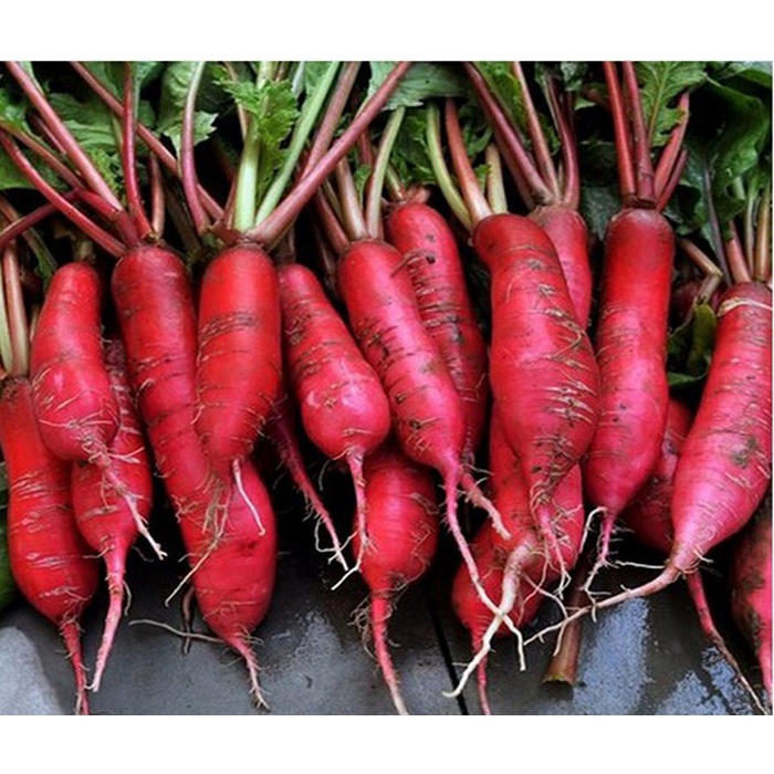 Hạt giống củ cải đỏ dài nhập Thái lan nguyên gói 5gr (~300 hạt) (Red Radish)