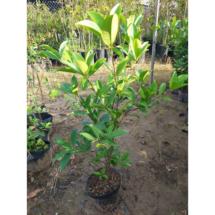 Cây Cherry Anh Đào Brazil