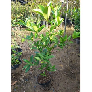 Cây Cherry Anh Đào Brazil (Chuẩn Giống Cây Trồng)