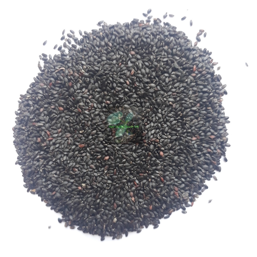 [Seeds] Hạt giống Rau Húng Quế, đóng gói 5gr