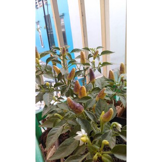 Cây ớt ah1 siêu cay - sẵn quả độ cay gấp 2 lần ớt chỉ thiên - h2o farm