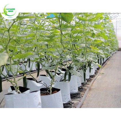 Túi PE trồng cây, trồng rau, chậu trồng cây 2 lớp nilong trắng đen