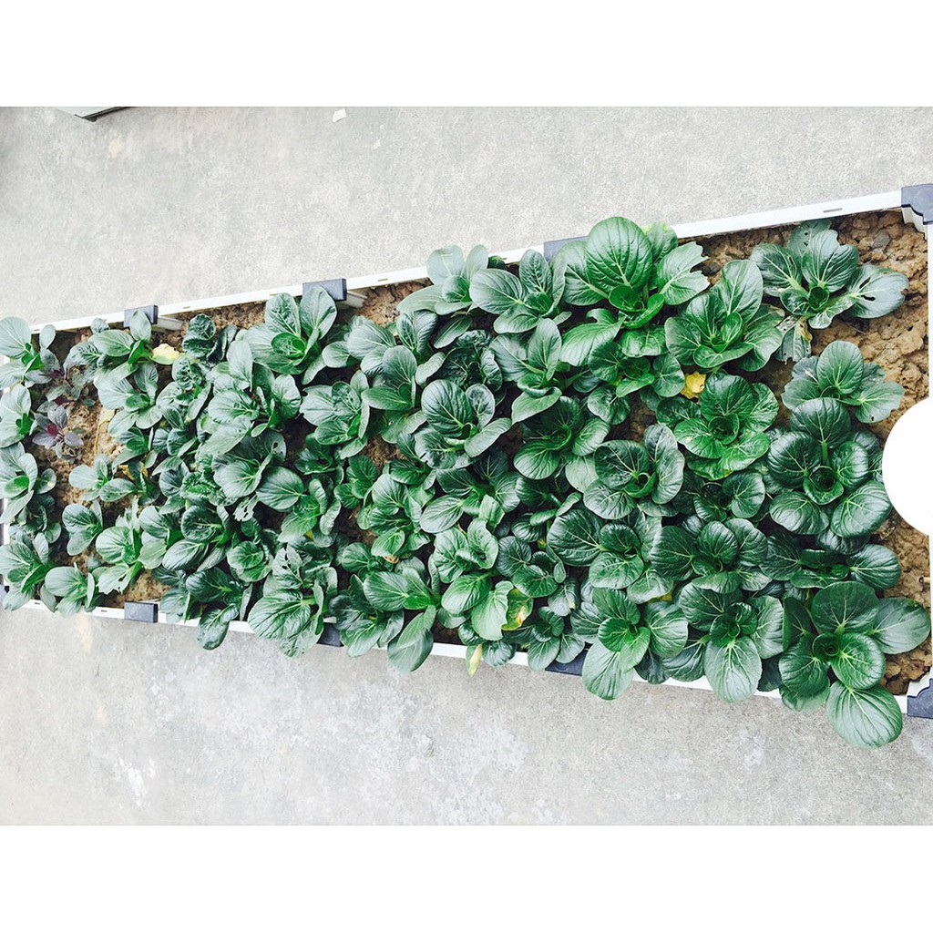 Chậu Ghép Trồng Rau Thông Minh Cao Cấp Dài 1M Rộng 1M Cao 1 Tầng (23cm)