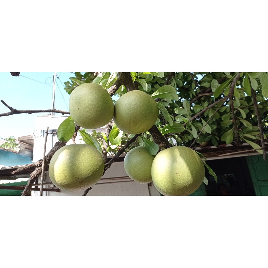 Cây đào tiên con