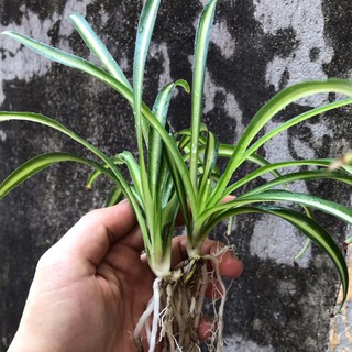 cây cỏ lan chi 3k 1 cây