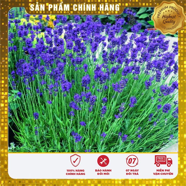 Hạt Giống Hoa Oải Hương 100 hạt [Bán Sỉ]