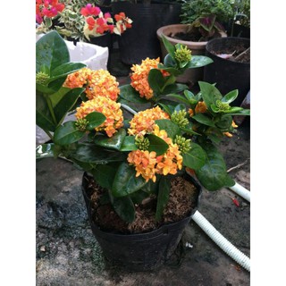 trang mẫu đơn lá trung