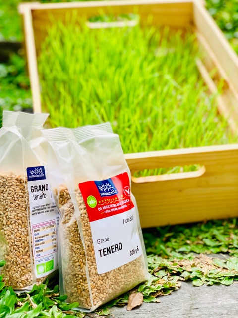 Hạt cỏ lúa mì hữu cơ Sotto 500g - Cỏ Lúa Mì Đỏ Wheatgrass (Triticum aestivum)