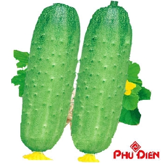 Gói 20 hạt giống dưa chuôt siêu to tây bắc  PHÚ ĐIỀN