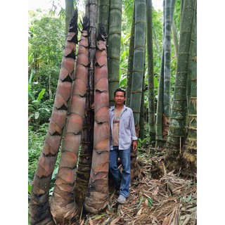 Cây TRE KHỔNG LỒ THÁI Lan