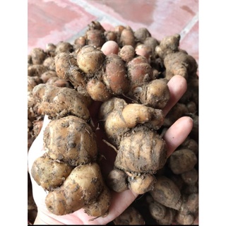 Củ Xá kén _Địa liền tươi 1kg loại mới dỡ