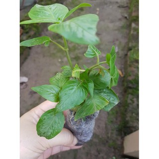 Combo 5 Cây Lá Cẩm Tím (lá tạo màu tím cho xôi -bánh-chè)
