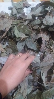 sâm cau, lá dâm dương