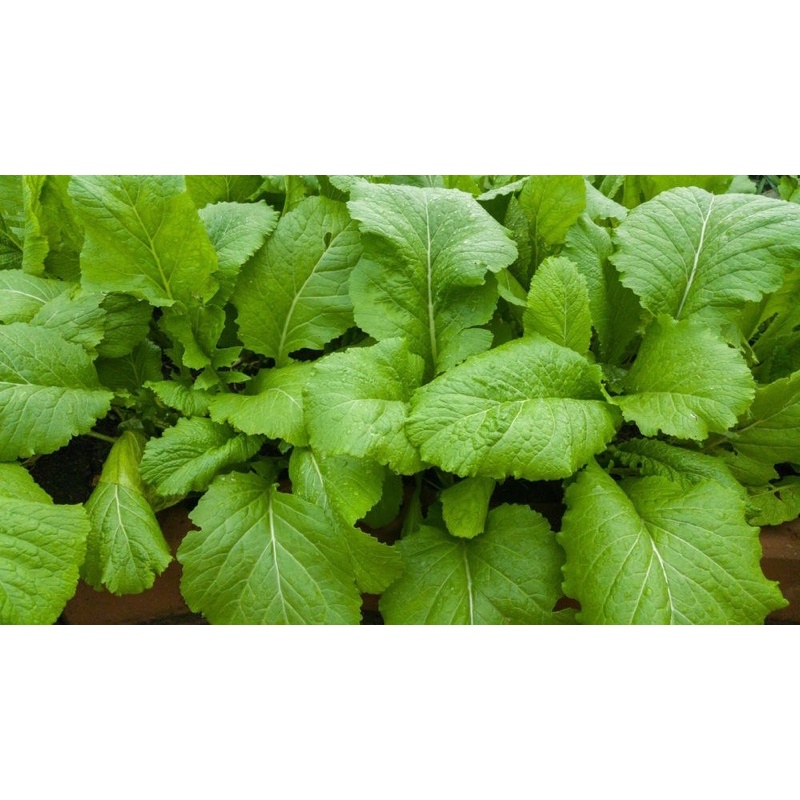 Hạt giống cải bẹ xanh cao sản F1