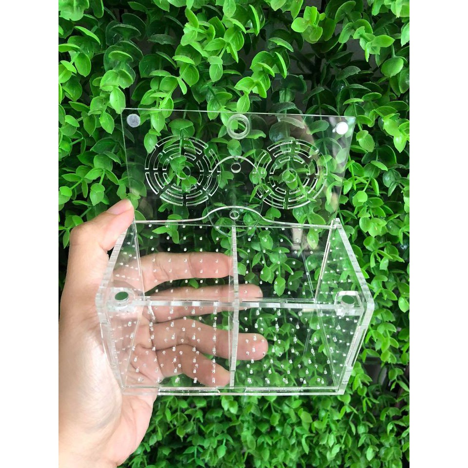 Box tép, Lồng dưỡng tép/ cá treo thành bể 2 ngăn xịn xò