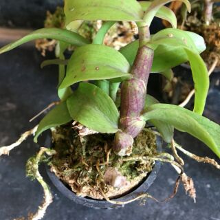 Phi điệp Rồng lửa
