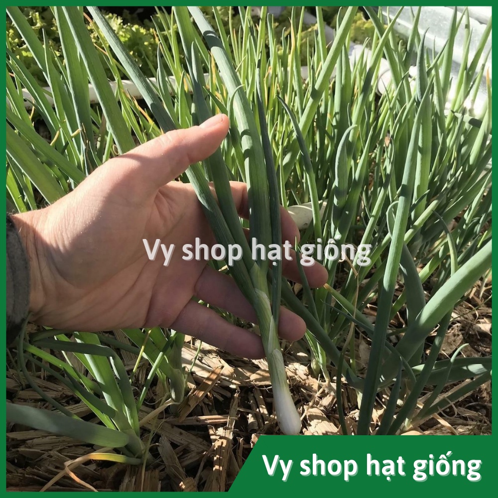 Hạt giống hành lá Bunching cọng to Thái Lan nguyên gói 350 hạt