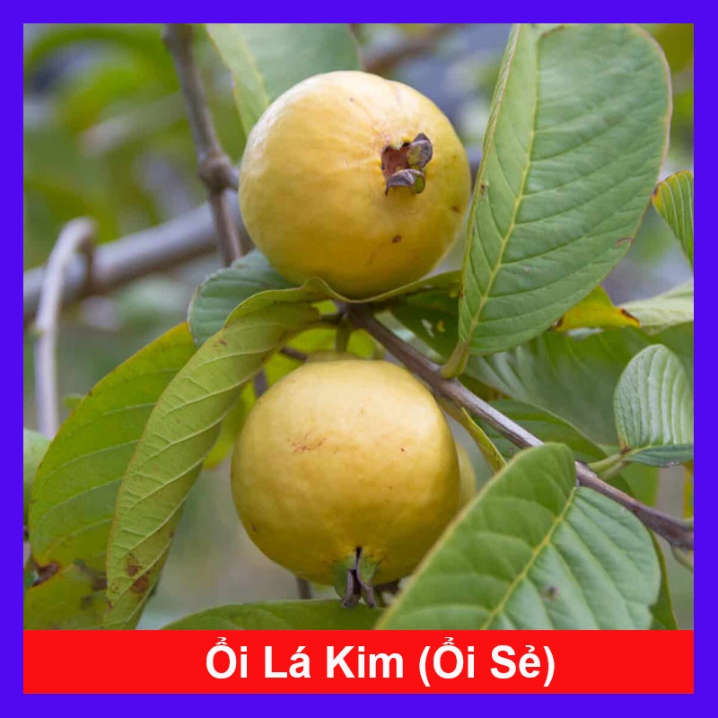 Cây Ổi Lá Kim  - cây ăn quả