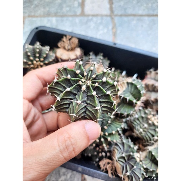Xương rồng Lb lai đẹp size 4-5,5cm