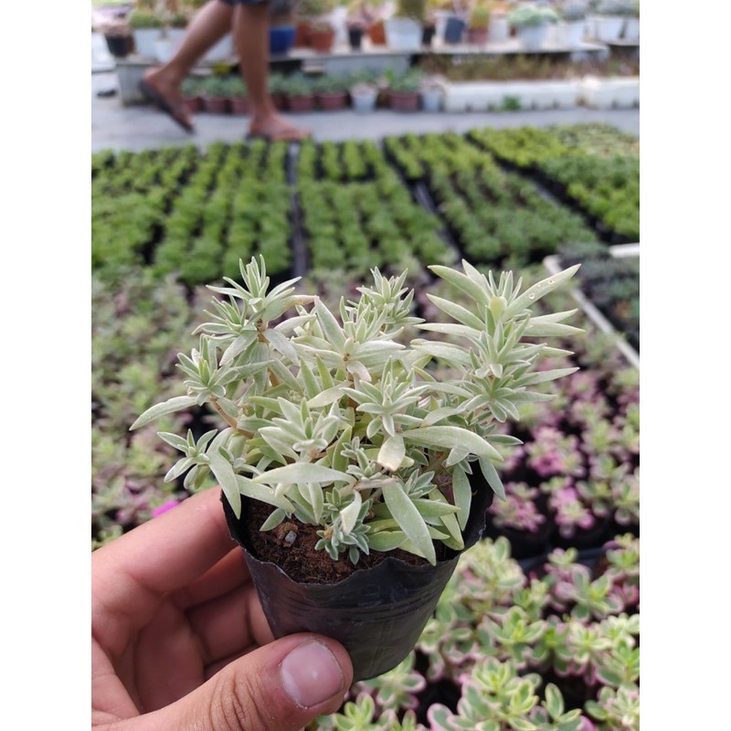 Cỏ trắng Đà Lạt size bé cây cảnh trang trí nhà cửa Toro garden