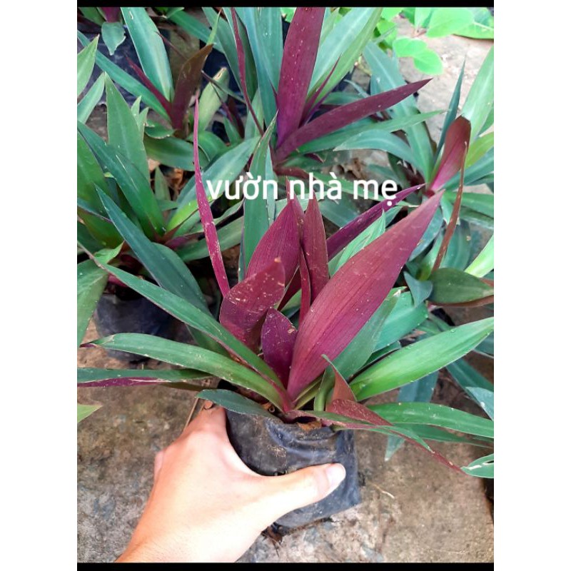 Cây lẻ bạn trồng kiểng