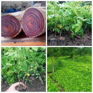 cây giống sưa đỏ