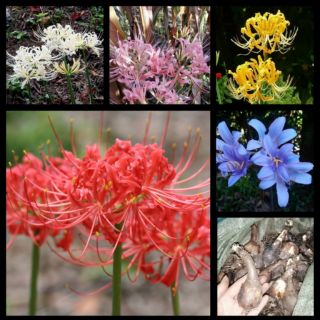 COMBO 5 CỦ HOA BỈ NGẠN 5 MÀU CỦ TO NHƯ HÌNH