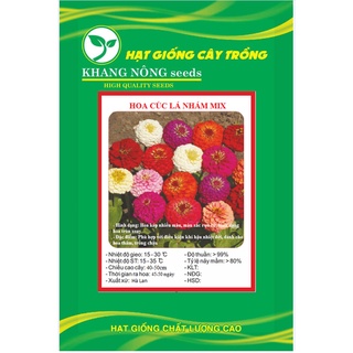 Hạt giống hoa cúc lá nhám mix màu kns3578 - gói 50 hạt
