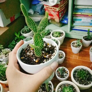 Combo 6 chậu xương rồng