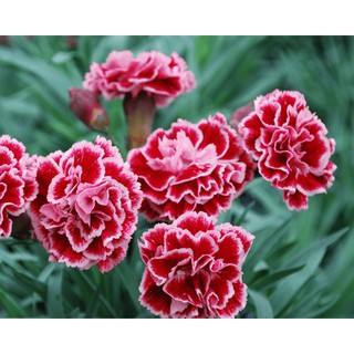 100h - Hạt Giống Hoa Cẩm Chướng Kép Mix