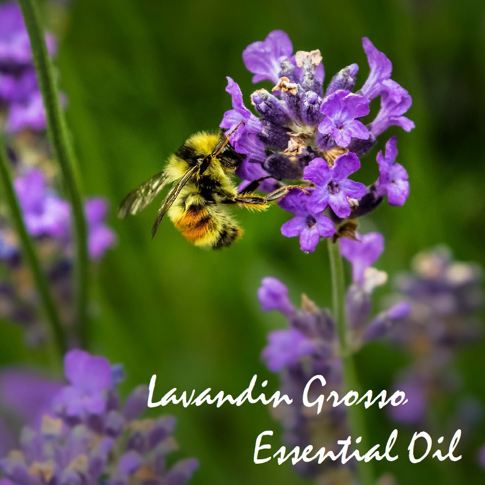 Tinh dầu Oải hương Lavandin Grosso Essential Oil (Dutch Lavender)